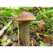 Мицелий Подберезовика обыкновенного (Leccinum scabrum)